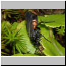 Anoplius viaticus - Wegwespe m001c 8mm - Sandgrube Niedringhaussee-det.jpg